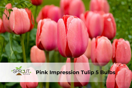 Pink Impression Tulip Bulbs Set of 5 | Perennial Spring Flowers | Deep Pink Blooms | Tulipa ‘Pink Impression’