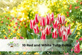 Red and White Tulip Bulbs | Tulipa Hybrid Mix | Hardy Perennial Spring Flowers for Borders & Containers