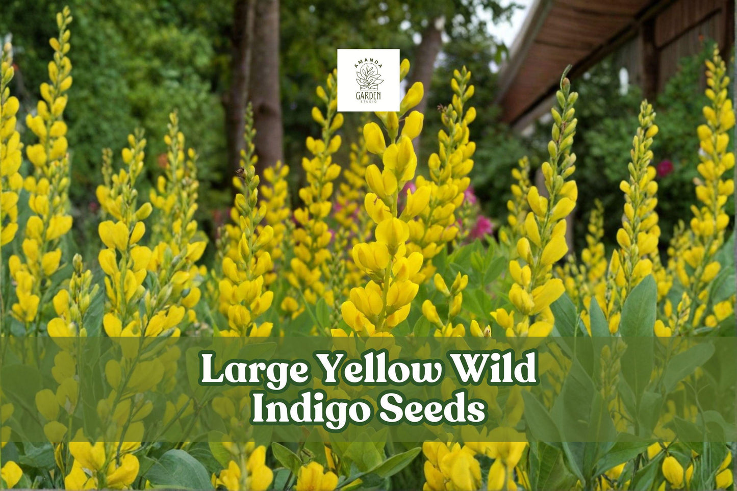 50 Yellow Wild Indigo Seeds | Baptisia sphaerocarpa Perennial Native Pollinator-Friendly Wildflower