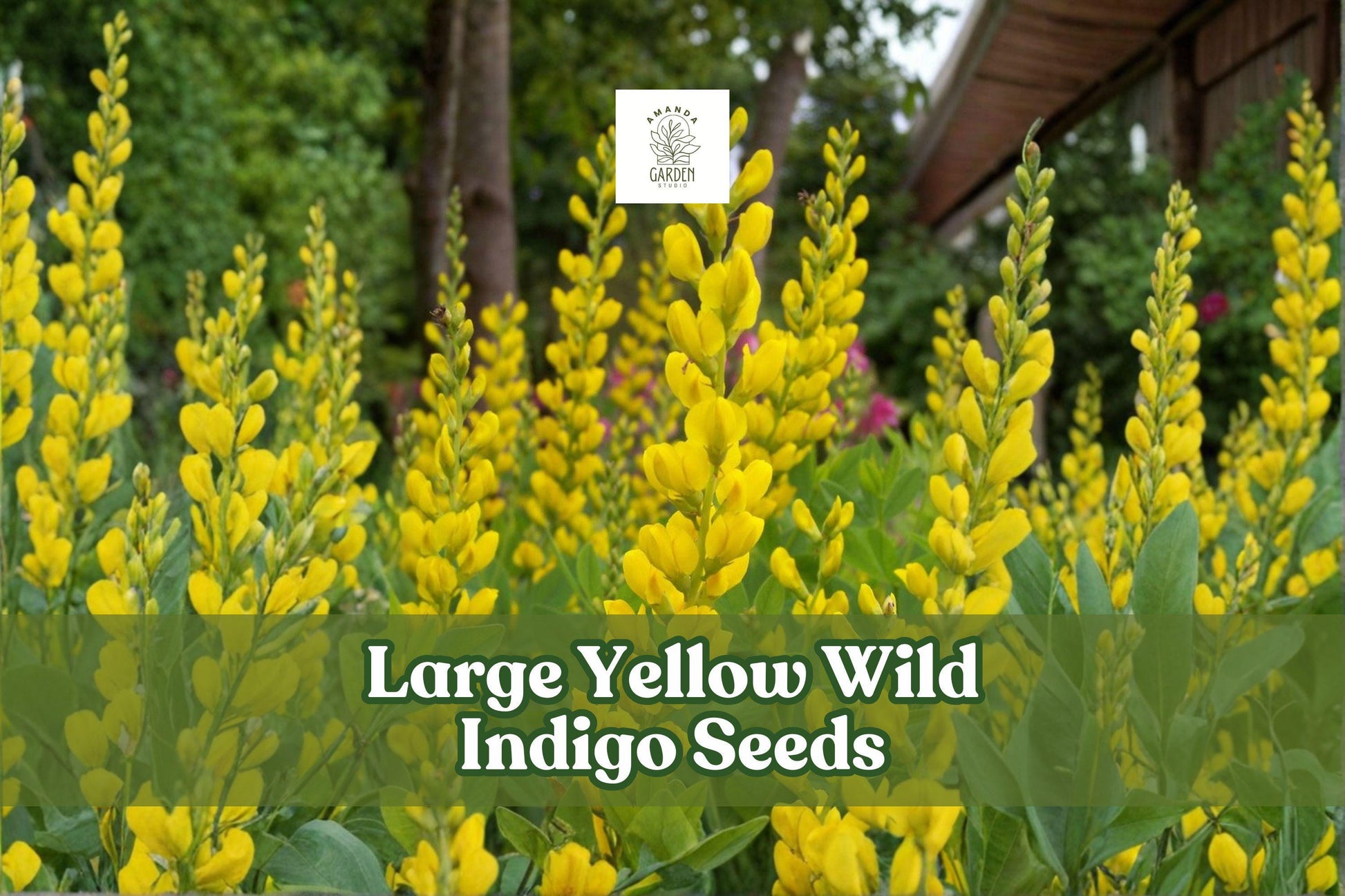 50 Yellow Wild Indigo Seeds | Baptisia sphaerocarpa Perennial Native Pollinator-Friendly Wildflower