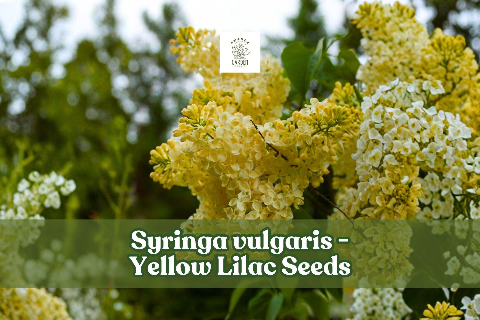 Yellow Lilac Seeds for Bonsai, Syringa vulgaris, Fragrant, Hardy, Spring Bloom, 50+ Seeds