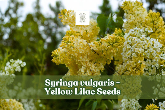 Yellow Lilac Seeds for Bonsai, Syringa vulgaris, Fragrant, Hardy, Spring Bloom, 50+ Seeds