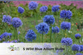Wild Blue Allium Bulbs | Hardy Perennial Flowers for Borders & Containers | Attracts Butterflies | Allium spp.