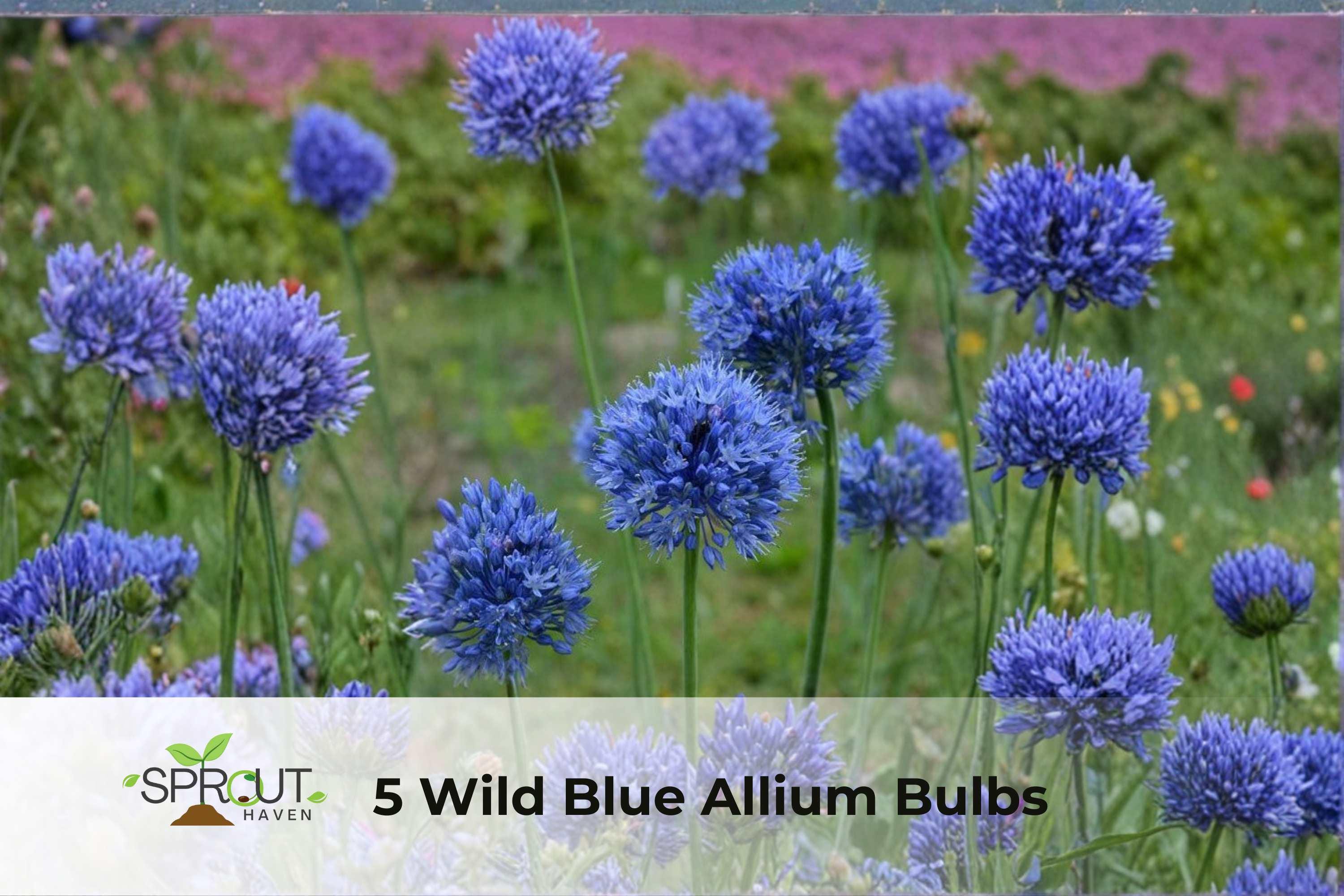 Wild Blue Allium Bulbs | Hardy Perennial Flowers for Borders & Containers | Attracts Butterflies | Allium spp.