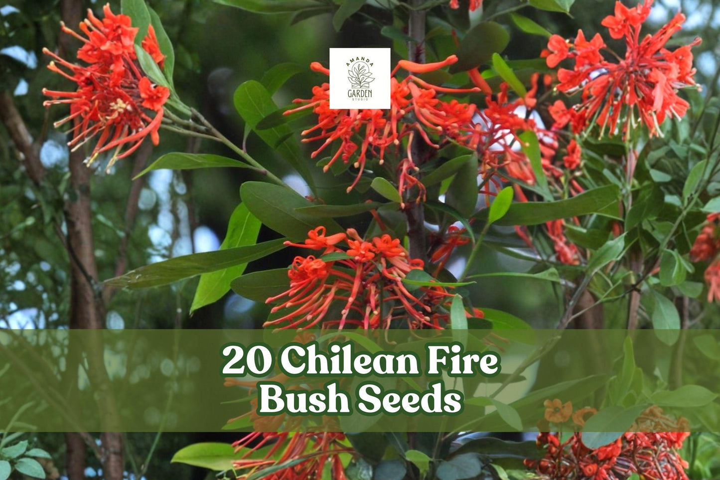 Chilean Fire Bush Seeds – Rare Scarlet Red Bloom Ornamental Shrub Embothrium coccineum, Evergreen Garden Plant