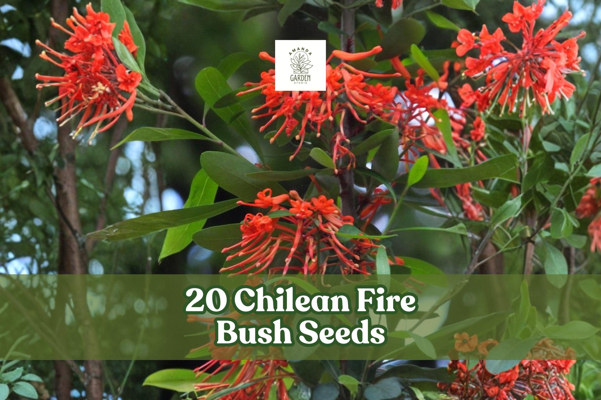 Chilean Fire Bush Seeds – Rare Scarlet Red Bloom Ornamental Shrub Embothrium coccineum, Evergreen Garden Plant