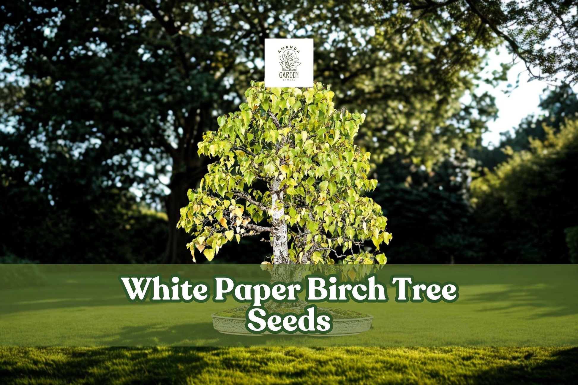 White Paper Birch Seeds | Betula papyrifera | Ornamental Bonsai Tree Seeds for Landscaping & Woodland Gardens