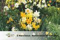 5 Narcissus ‘Rotterdam Mix’ Bulbs – Colorful Fragrant Spring Daffodils, Hardy Perennial Flowering Bulbs