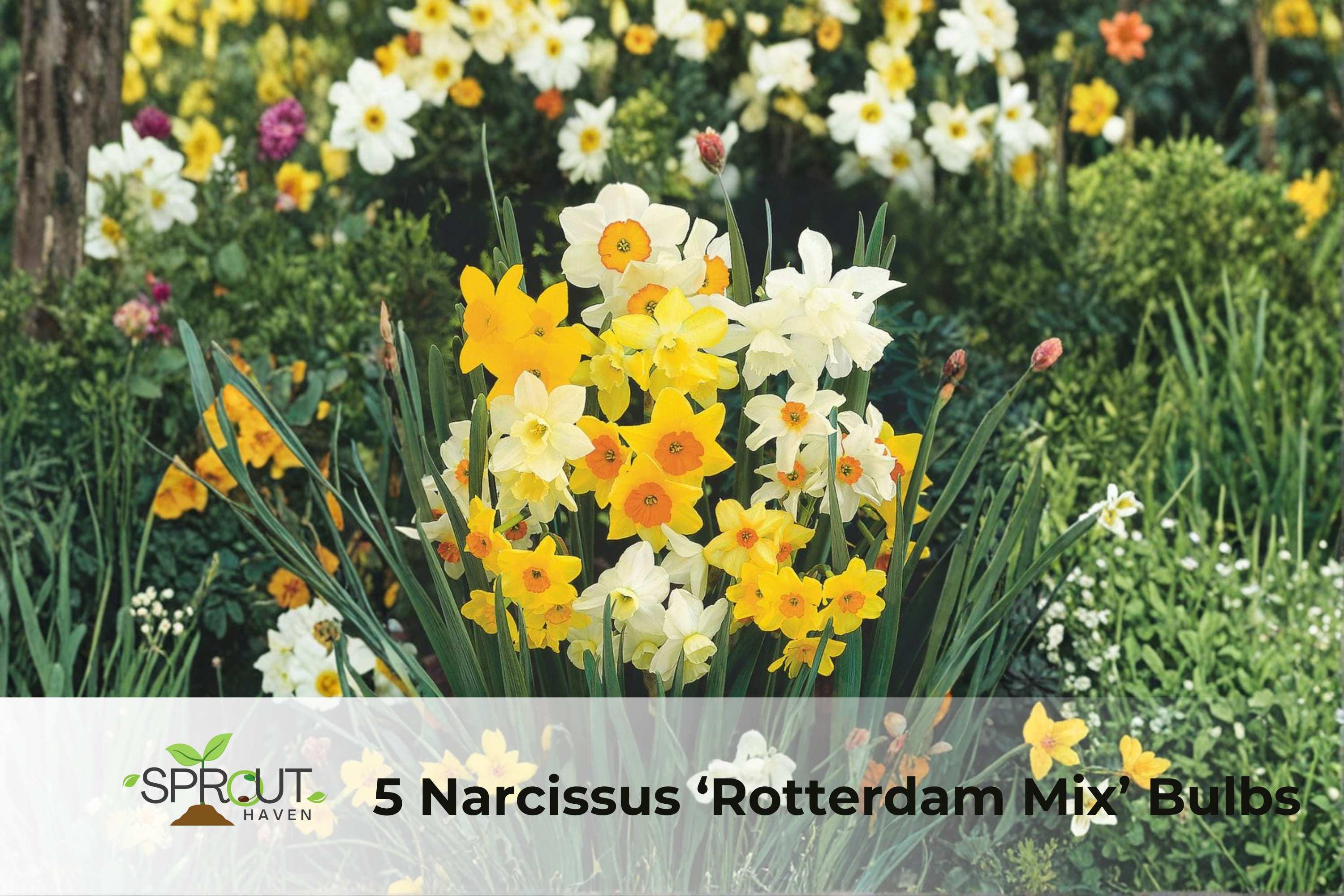 5 Narcissus ‘Rotterdam Mix’ Bulbs – Colorful Fragrant Spring Daffodils, Hardy Perennial Flowering Bulbs