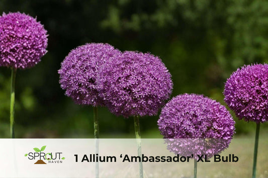 Allium Ambassador XL Bulb – Giant Purple Perennial Flowering Bulb for Borders and Containers, Allium spp.