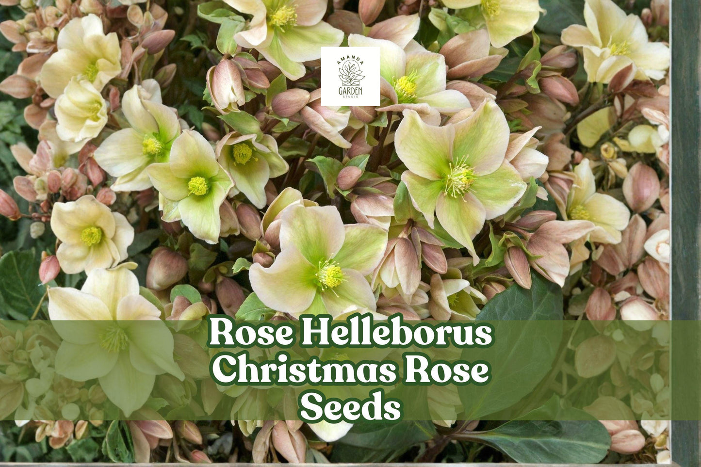 Christmas Rose Seeds – Helleborus niger Perennial Winter Blooming Flower, Shade Garden Plant Seeds