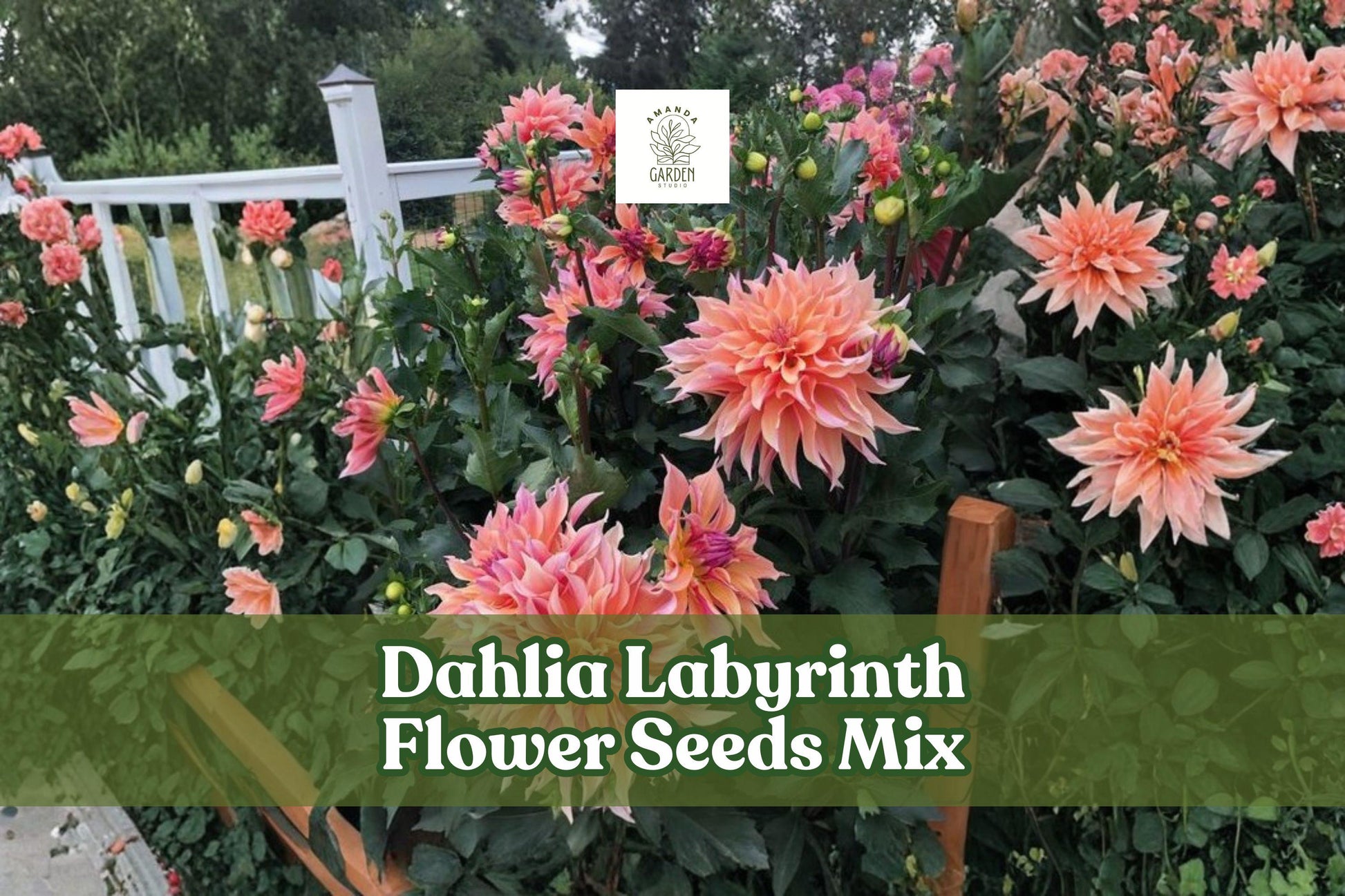 Dahlia Labyrinth Flower Seeds Mix – Exotic Bright Colors, 100+ Seeds, Dahlia pinnata for Garden Beds & Cut Flowers