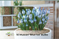 10 Blue Ice Muscari Bulbs – Fragrant Spring Grape Hyacinths, Perennial Bulbs for Borders & Containers, Muscari armeniacum