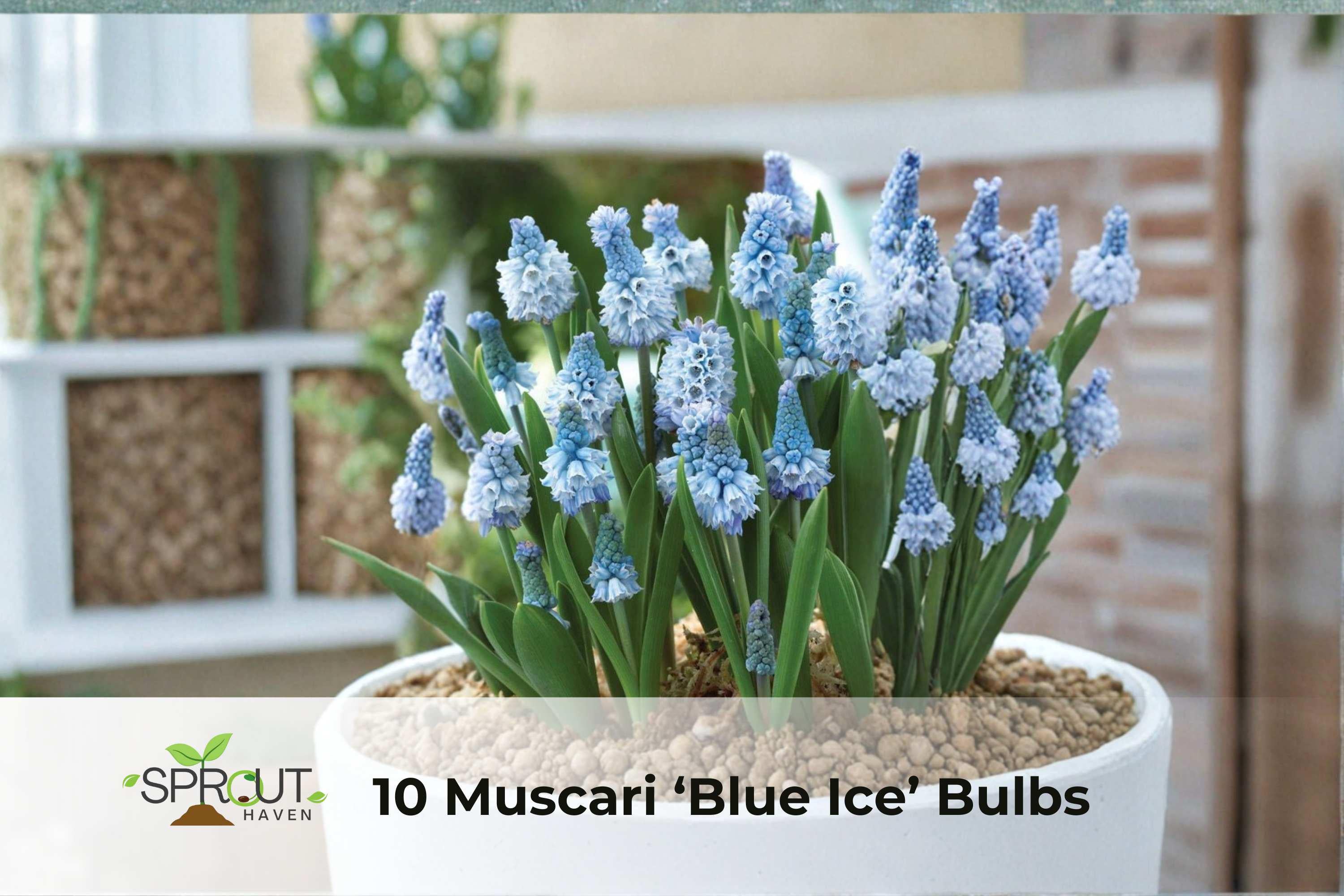 10 Blue Ice Muscari Bulbs – Fragrant Spring Grape Hyacinths, Perennial Bulbs for Borders & Containers, Muscari armeniacum