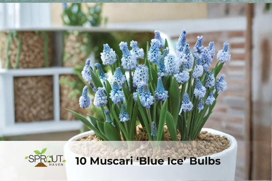 10 Blue Ice Muscari Bulbs – Fragrant Spring Grape Hyacinths, Perennial Bulbs for Borders & Containers, Muscari armeniacum