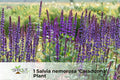 Dark Purple Sage Plant | Salvia nemorosa ‘Caradonna’ Perennial in 2.5" Pot | Aromatic, Deep Purple Flowers