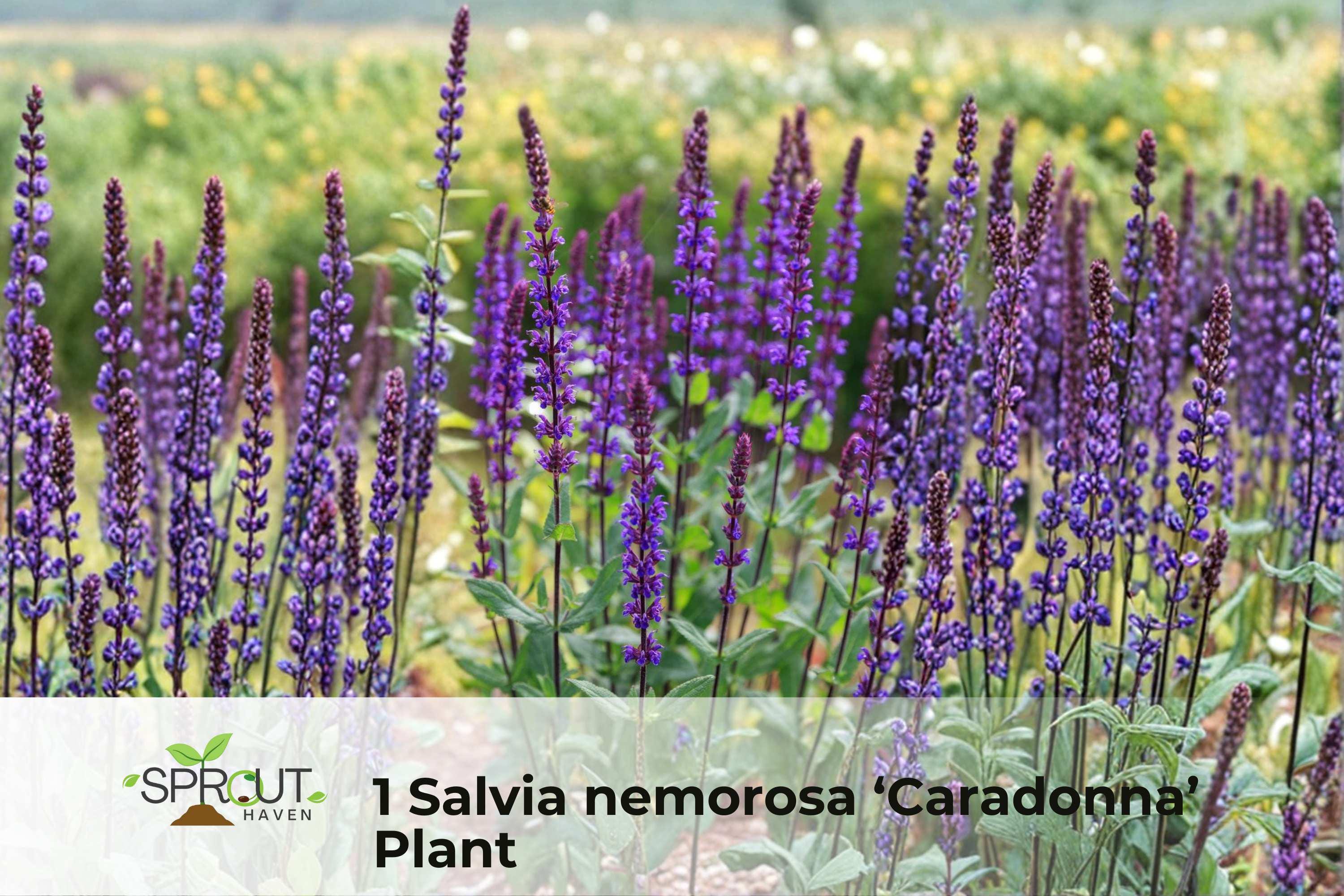 Dark Purple Sage Plant | Salvia nemorosa ‘Caradonna’ Perennial in 2.5" Pot | Aromatic, Deep Purple Flowers