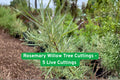 Rosemary Willow Tree Cuttings – 5 Live Shrub Clippings for Privacy Hedge, Ornamental, Fast-Growing Salix elaeagnos