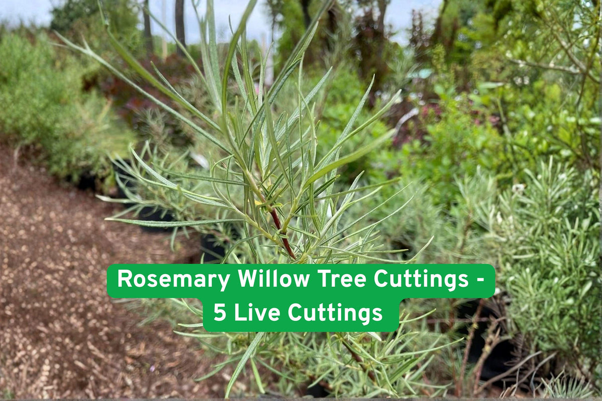 Rosemary Willow Tree Cuttings – 5 Live Shrub Clippings for Privacy Hedge, Ornamental, Fast-Growing Salix elaeagnos
