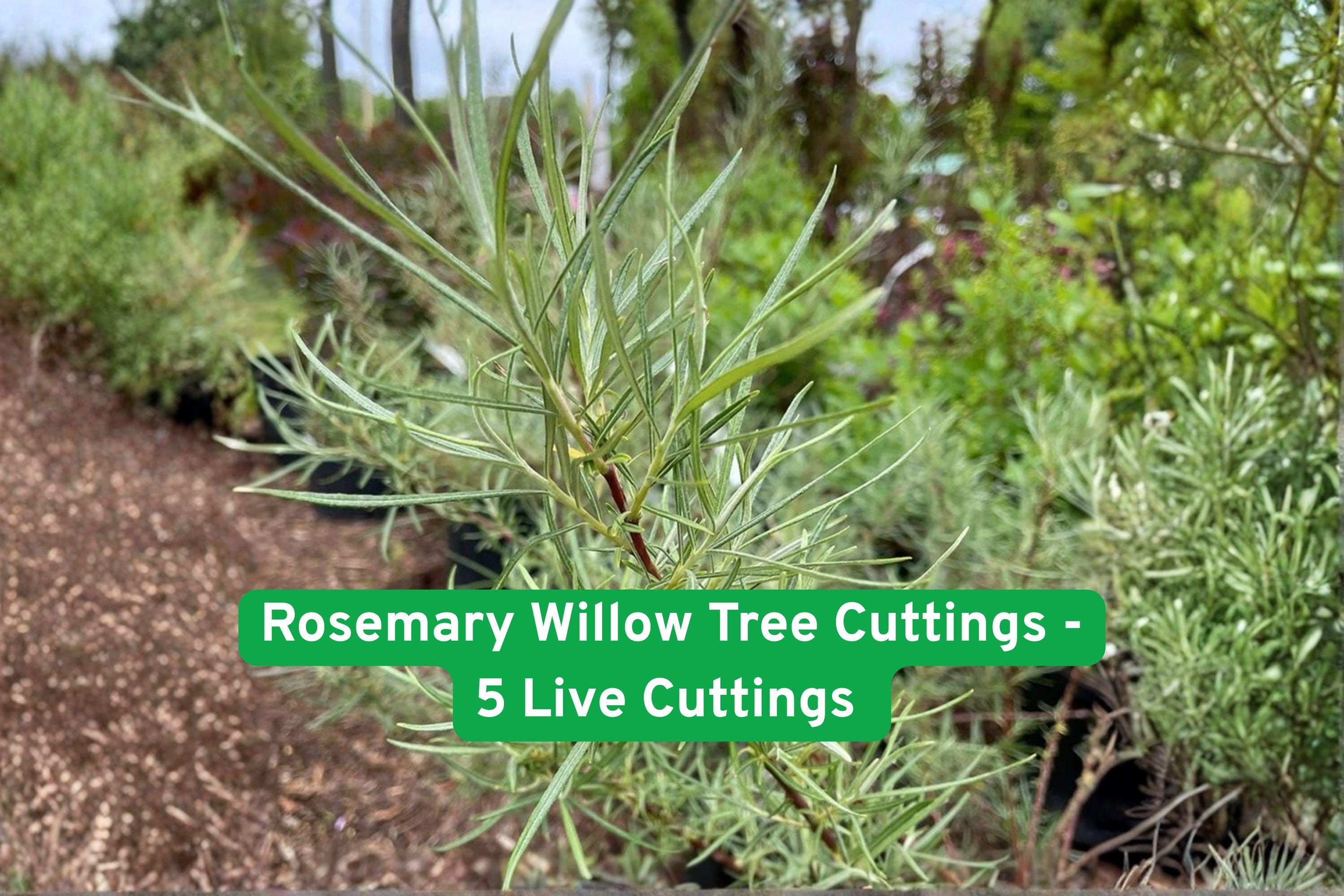 Rosemary Willow Tree Cuttings – 5 Live Shrub Clippings for Privacy Hedge, Ornamental, Fast-Growing Salix elaeagnos