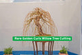 Golden Curls Willow Cutting, Bonsai Starter Plant, Curly Willow, Salix matsudana ‘Tortuosa Aurea’