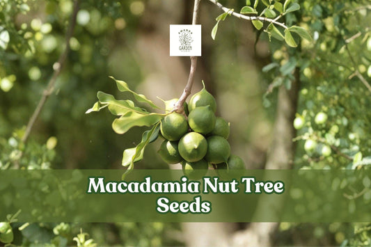 Macadamia Nut Tree Seeds – Tropical Evergreen, Edible Nuts, Macadamia integrifolia, 5 Seeds