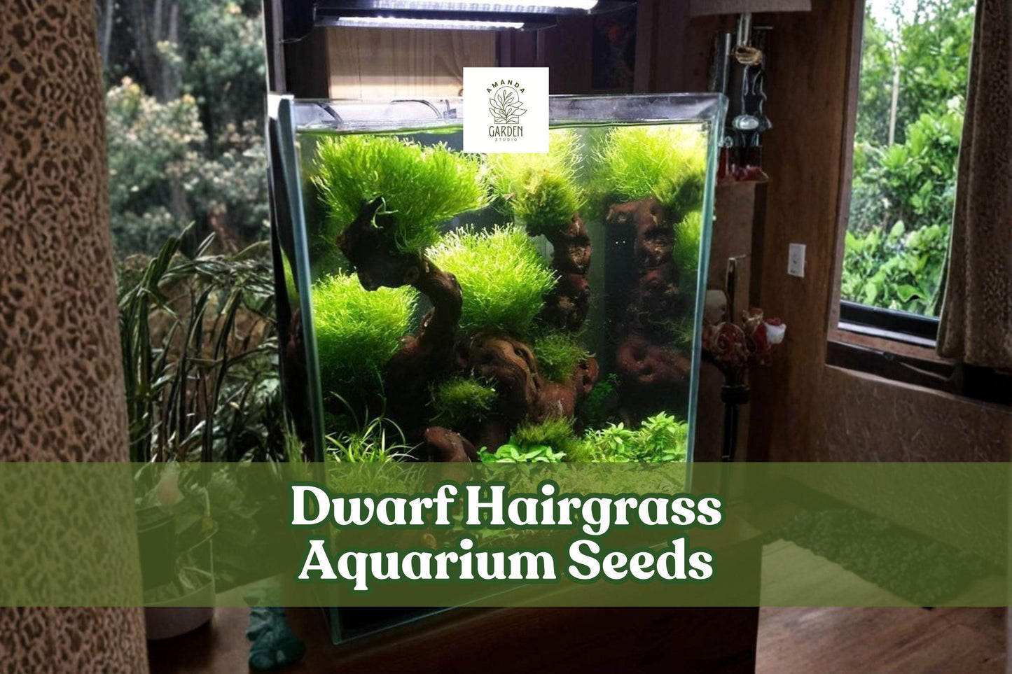 50 Dwarf Hairgrass Seeds – Aquarium Plant for Aquascaping, Bright Green, Eleocharis parvula, Carpet Grass, Freshwater Aquarium Plant
