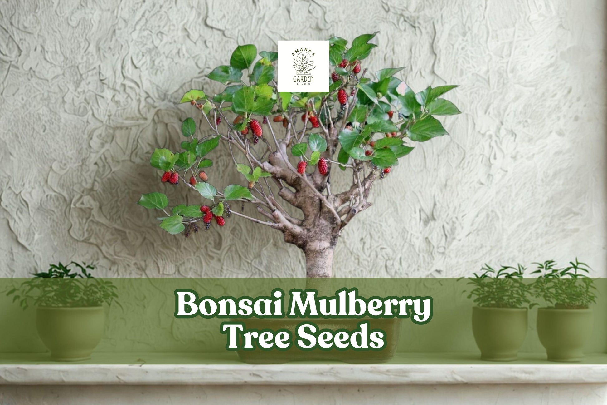 25 Bonsai Mulberry Tree Seeds – Morus Nigra, Miniature Decorative Fruit Tree for Bonsai & Indoor Gardens