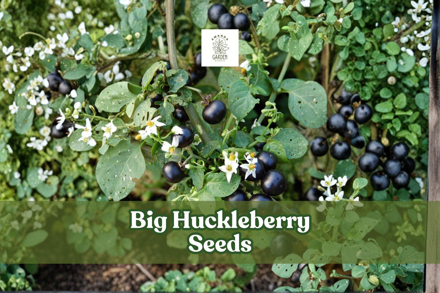 Big Huckleberry Seeds | Vaccinium membranaceum | Hardy Wild Berry Shrub for Gardens & Wildlife