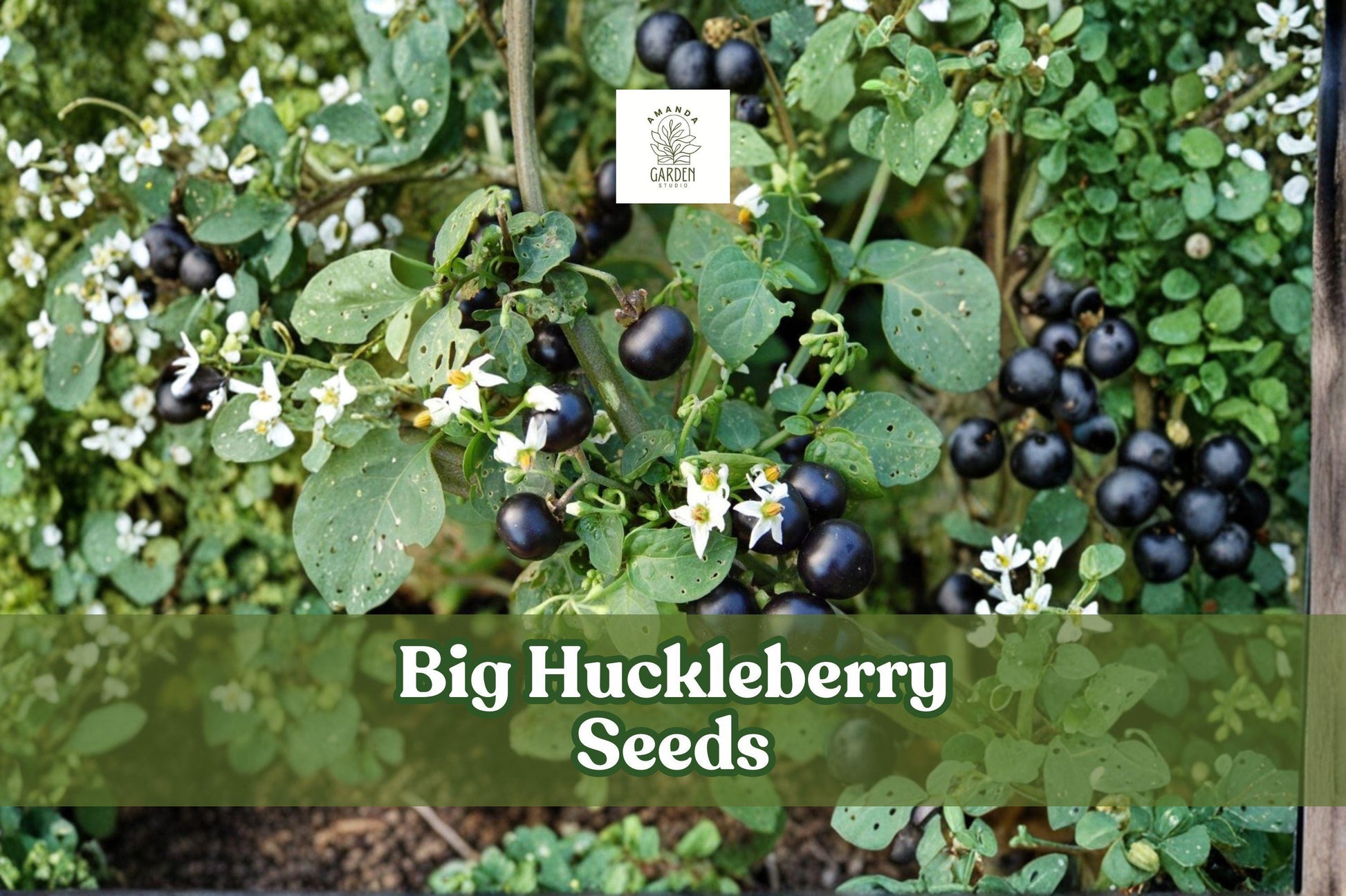 Big Huckleberry Seeds | Vaccinium membranaceum | Hardy Wild Berry Shrub for Gardens & Wildlife