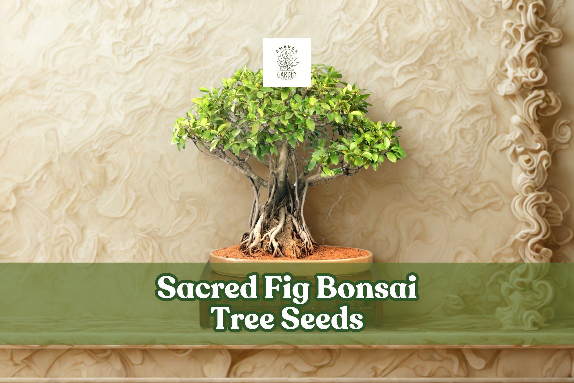 Sacred Fig Bonsai Tree Seeds (Ficus religiosa) – 25+ Fresh Ornamental Seeds for Bonsai & Garden Growth