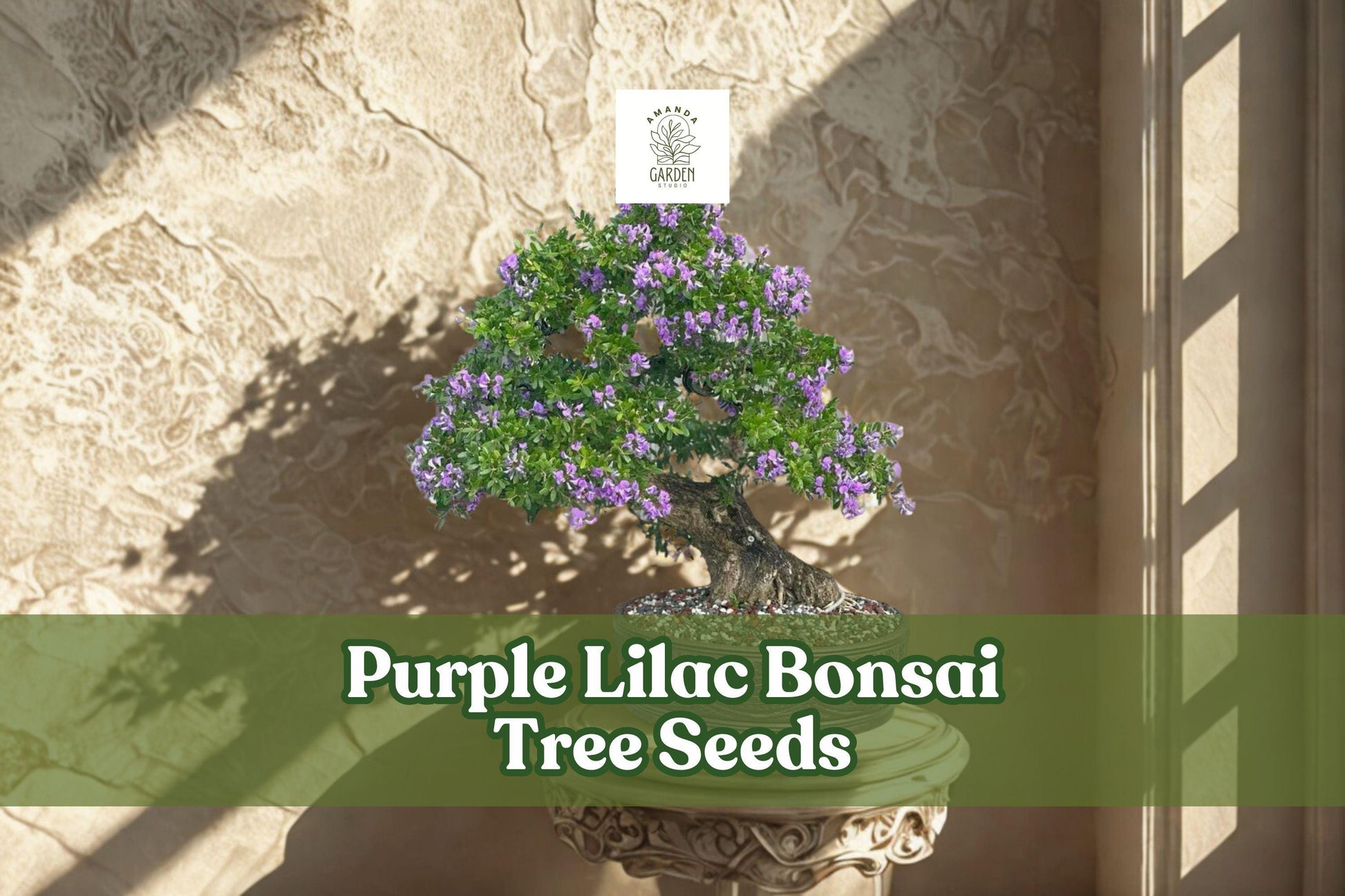 Purple Lilac Bonsai Seeds - Syringa vulgaris, Fragrant Purple Flowers, Flowering Shrub, 30+ Seeds