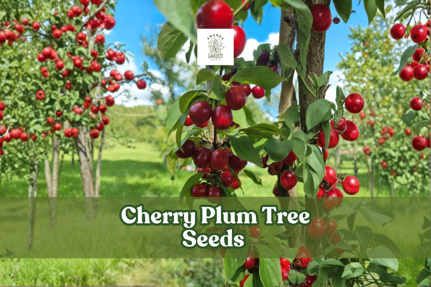Cherry Plum Tree Seeds for Bonsai & Landscaping | Prunus cerasifera Ornamental Flowering Seeds