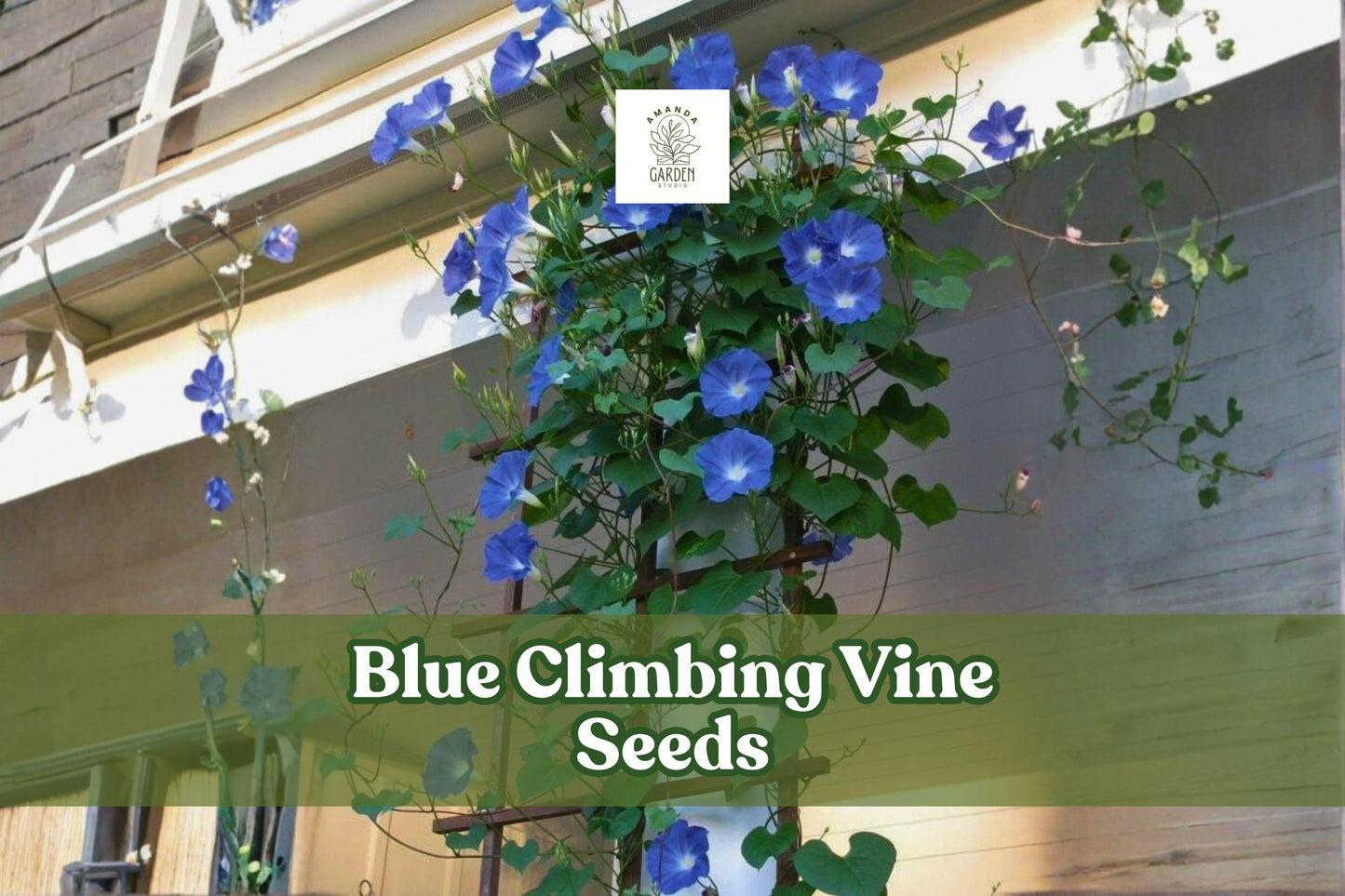 Blue Climbing Vine Seeds – Fast-Growing Ornamental Flowering Vine for Trellises & Fences, Vivid Blue Blossoms, 50 Seeds
