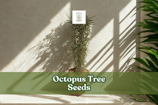 Octopus Tree Seeds (Didierea madagascariensis) – Rare Succulent Seeds for Bonsai & Desert Gardens, Exotic Madagascar Plant