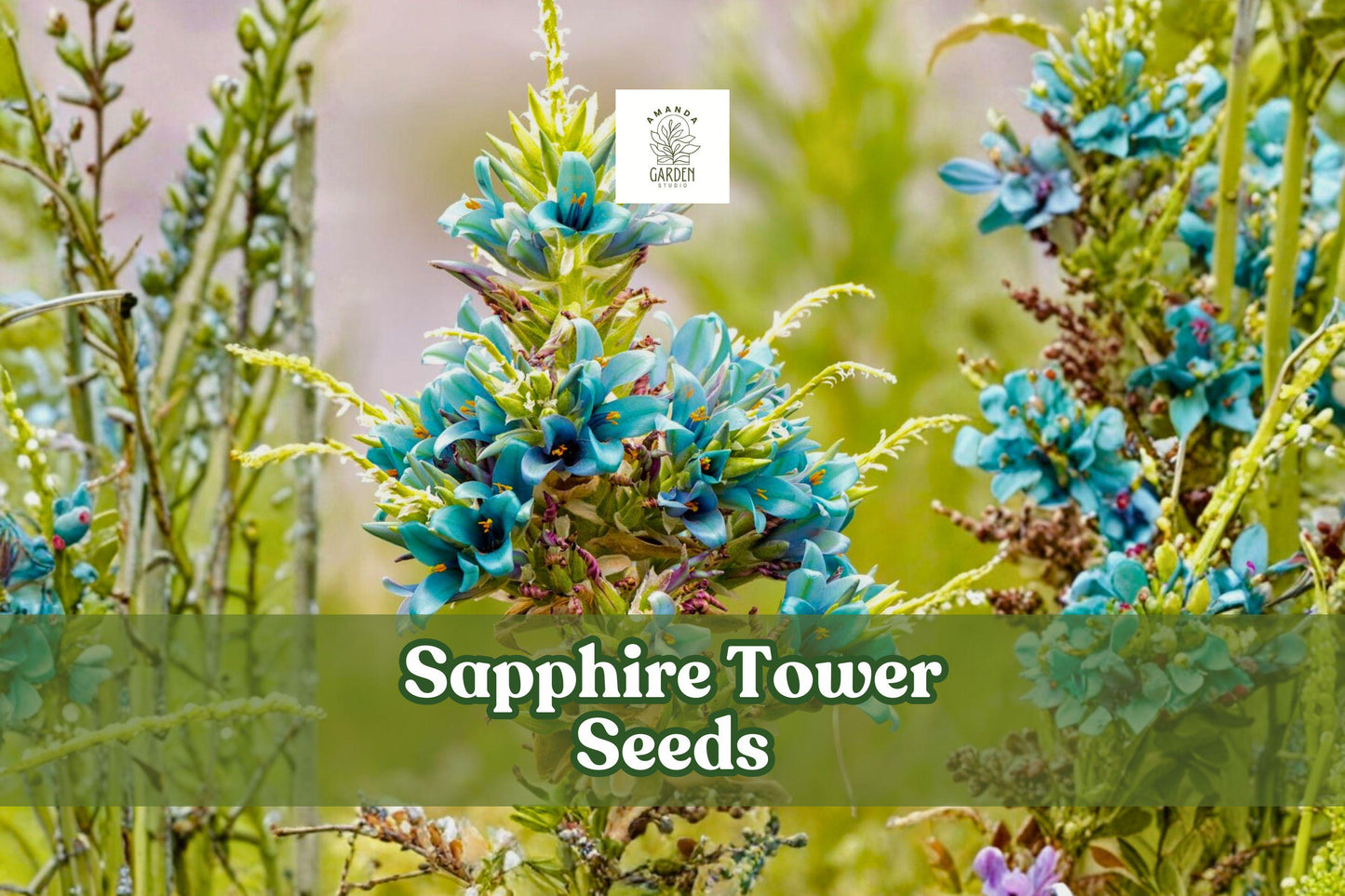Sapphire Tower Seeds (10) | Puya alpestris Rare Blue Flowering Bromeliad for Rock Gardens & Containers