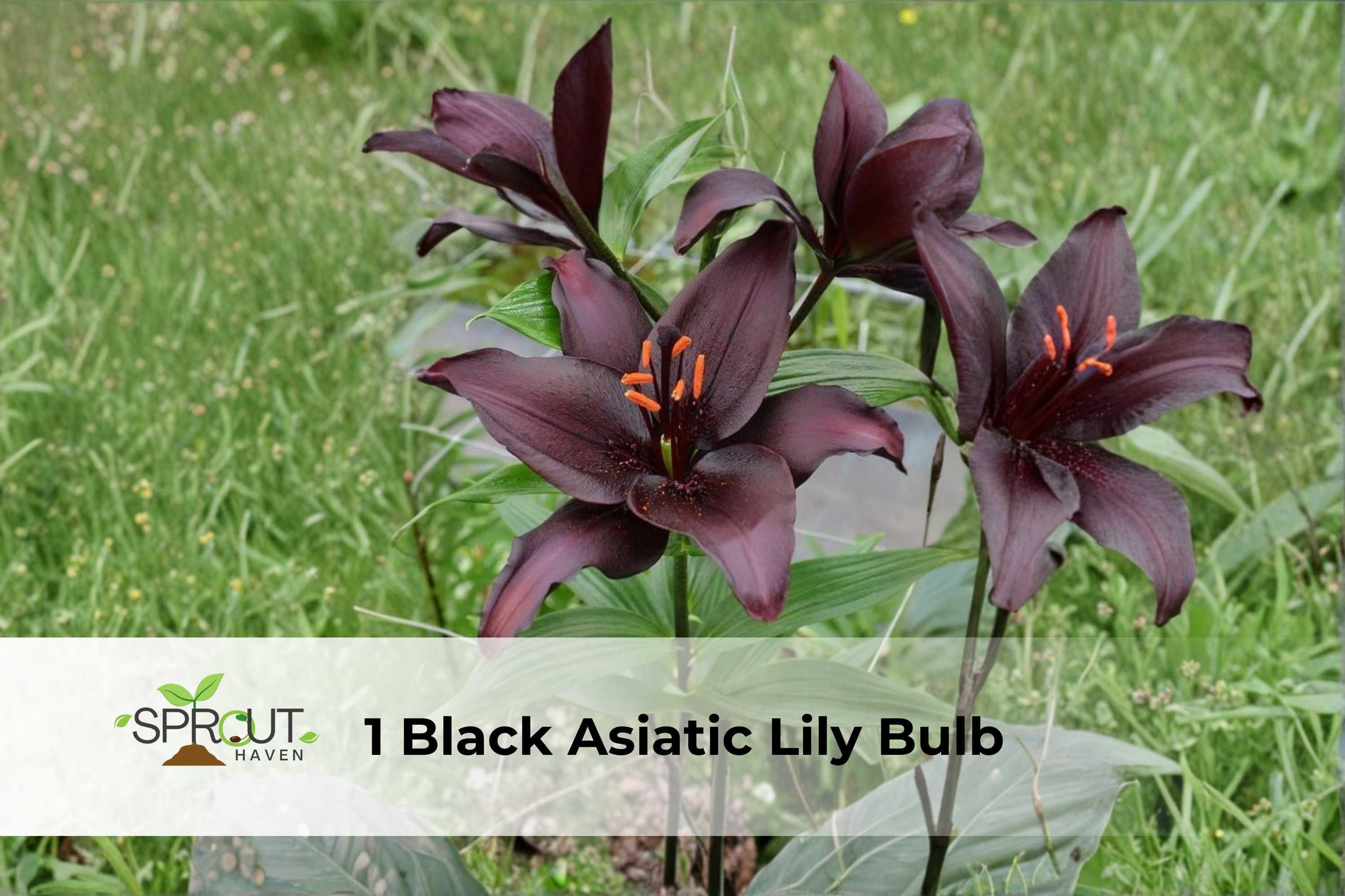 Black Asiatic Lily Bulb – Deep Maroon Perennial Flower, Lilium hybrid, 3–4 ft tall, Easy to Grow, Garden Borders & Containers