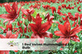 Red Velvet Hummingbird Lily Bulb | Tall Perennial with Red Blooms | Lycoris radiata & Lilium Hybrid