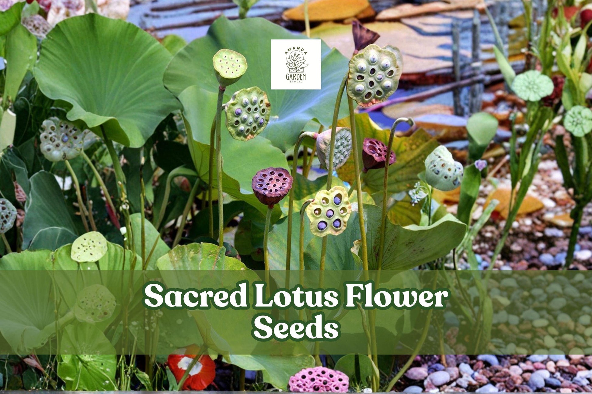 15 Sacred Lotus Seeds - Nelumbo nucifera Aquatic Pond Flower, Pink & White Blooms, Water Garden Plant, Easy Germination
