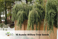Aussie Willow Tree Seeds | Geijera parviflora | Fast-Growing Evergreen Privacy & Shade Tree | 10 Seeds