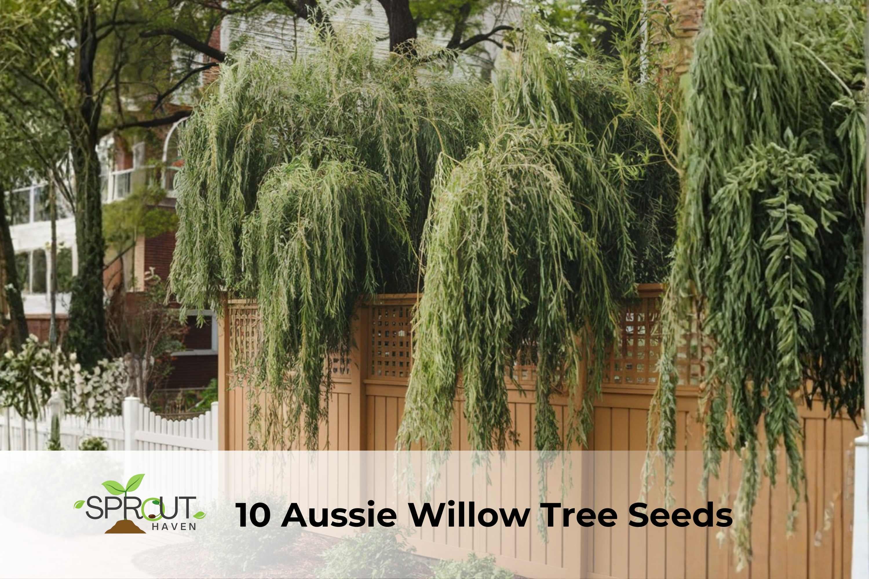Aussie Willow Tree Seeds | Geijera parviflora | Fast-Growing Evergreen Privacy & Shade Tree | 10 Seeds