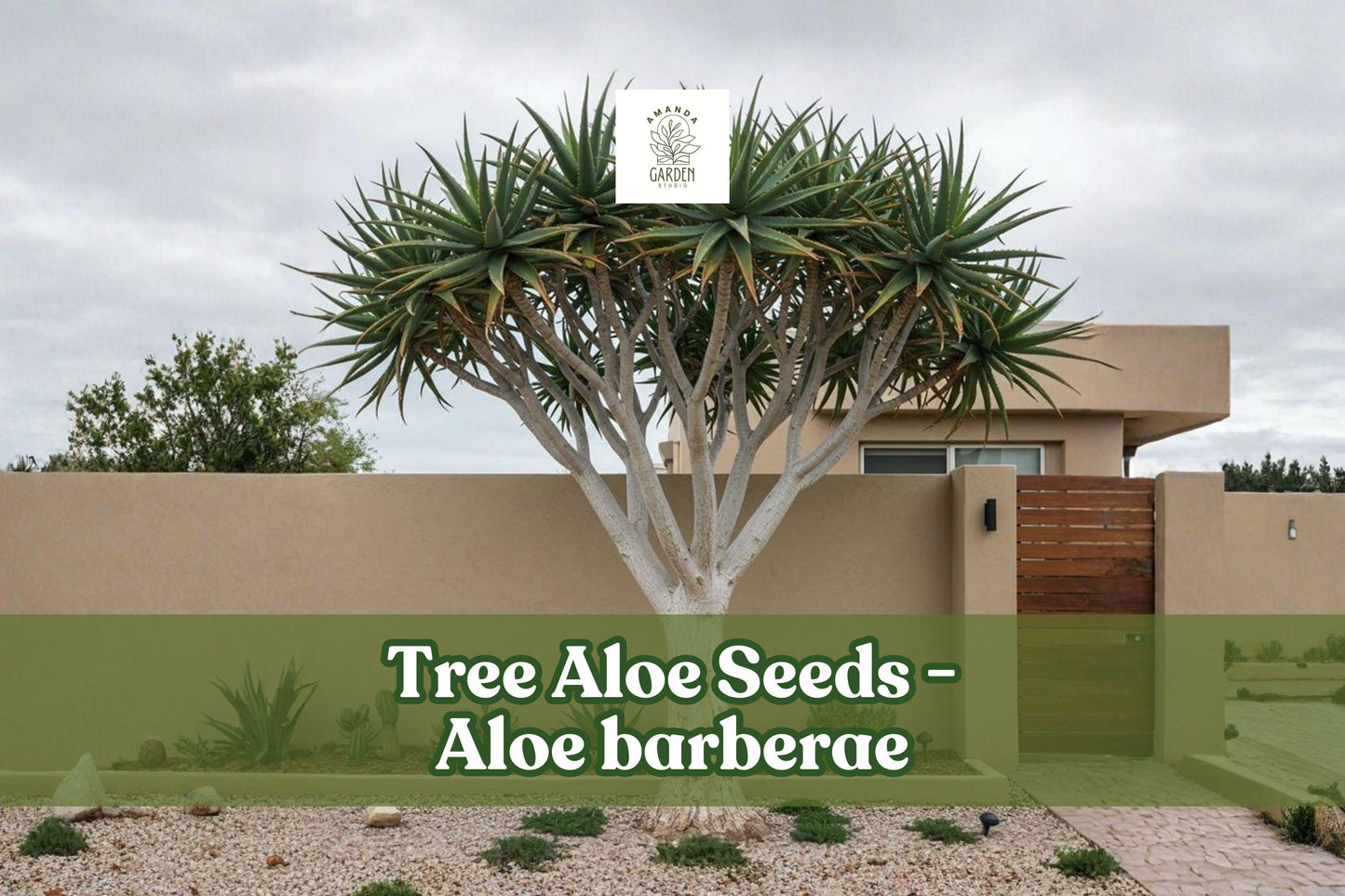 Tree Aloe Seeds (Aloe barberae) – Rare Succulent Tree Seeds for Xeriscape Gardens, Drought-Tolerant, Ornamental Succulent Plant