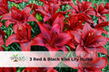 Red & Black Kiss Lily Bulbs – Pollen-Free Asiatic Hybrid, 3 Pack, Summer Blooming, Lilium hybrid