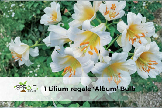 Lilium regale ‘Album’ Bulb – White Trumpet Lily, Fragrant Perennial, Garden Flower, Ornamental Bulb