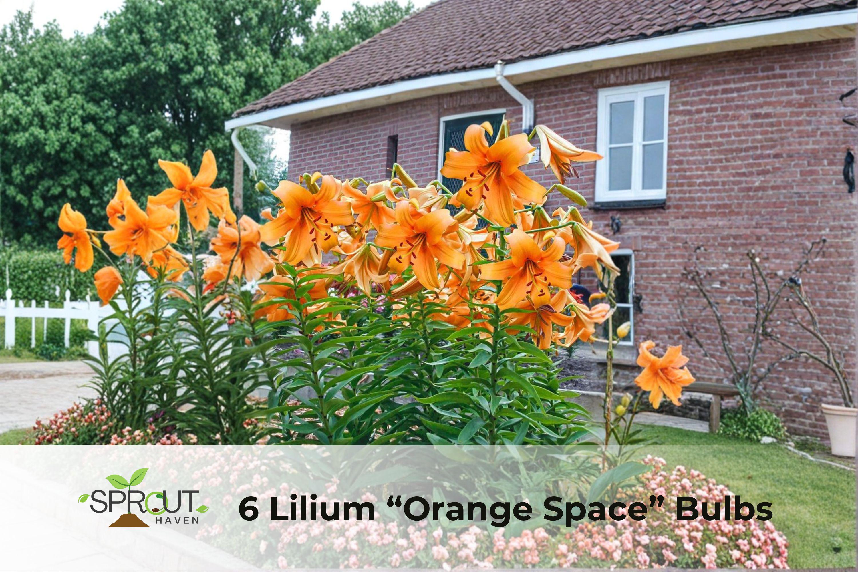 6 Orange Space Lilium Bulbs | Fragrant Perennial Tree Lilies | Lilium hybrid | Tall 4–7 ft summer-blooming flowers