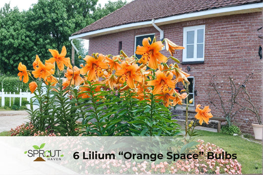 6 Orange Space Lilium Bulbs | Fragrant Perennial Tree Lilies | Lilium hybrid | Tall 4–7 ft summer-blooming flowers