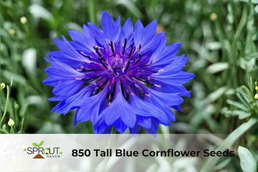 850 Blue Cornflower Seeds - Bachelor Button Wildflower, Vibrant Blue, Attracts Pollinators, Easy to Grow, Full Sun, Cottage Garden, Centaurea cyanus