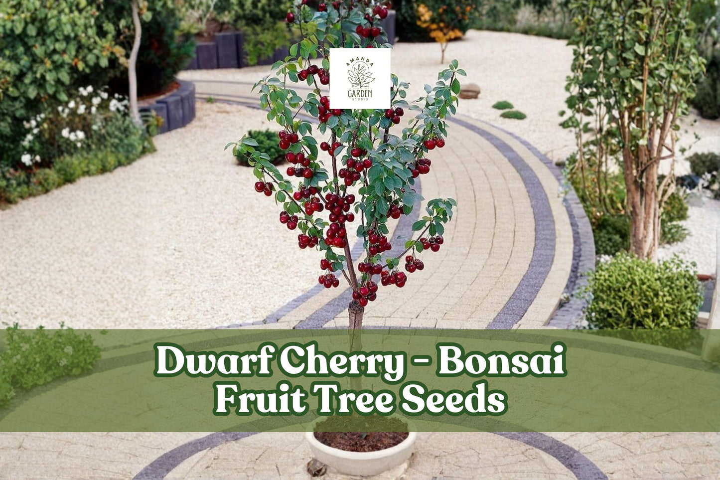 25 Dwarf Cherry Tree Seeds Prunus avium for Bonsai, Fruit, Pink-White Flowers, Edible Mini Cherries