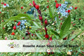 Roselle Seeds Hibiscus sabdariffa Edible Leaves & Red Calyces, Tropical Ornamental & Culinary Plant, 50+ Seeds