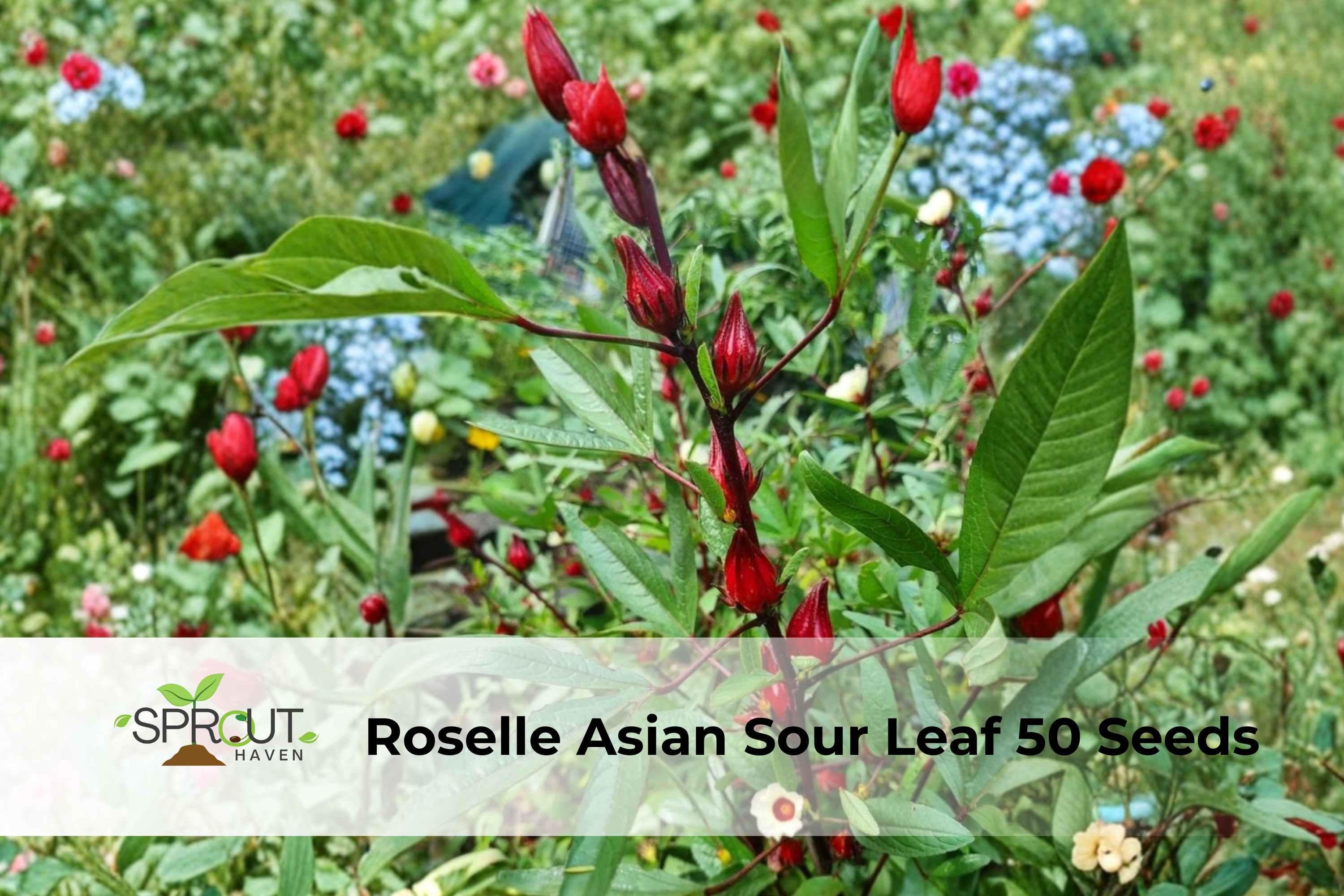 Roselle Seeds Hibiscus sabdariffa Edible Leaves & Red Calyces, Tropical Ornamental & Culinary Plant, 50+ Seeds